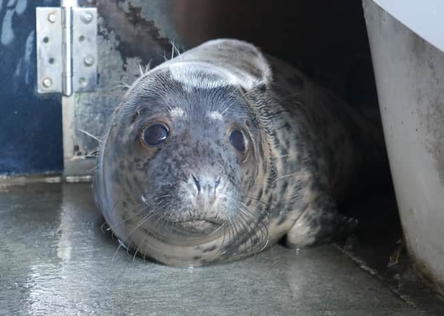 Atria, pictured recently at Seal Rescue Ireland.