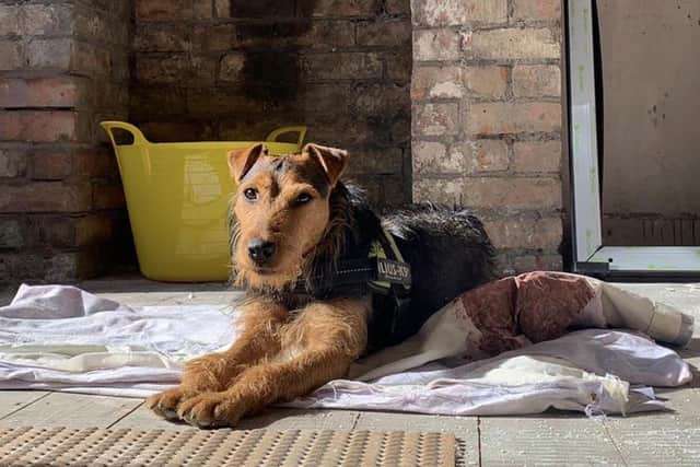 Three-year-old Lakeland Cross - Cuin