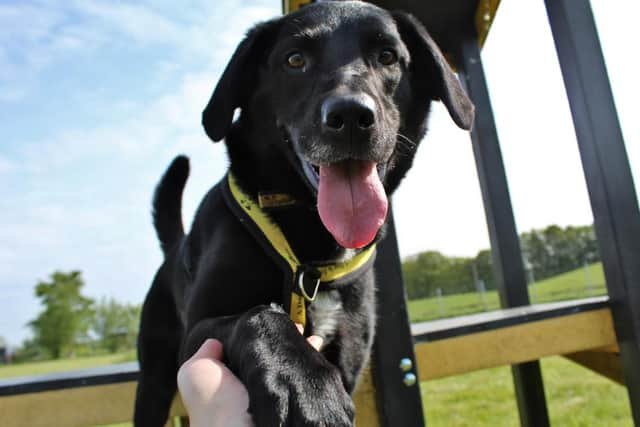 Seven-year-old Labrador Cross - Teddy