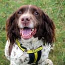Bruno is a beautiful Spaniel who loves people
