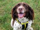 Bruno is a beautiful Spaniel who loves people