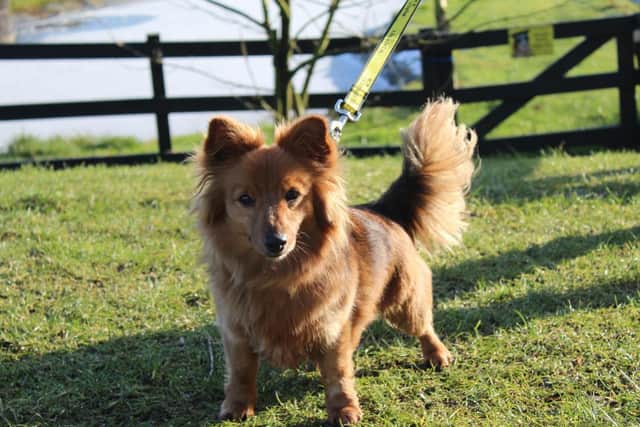 Dachshund cross Barney is a beautiful little guy who loves his walks