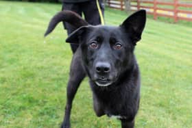 Saffy is a sweet, four-year-old Labrador cross, searching for her special family.