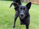 Saffy is a sweet, four-year-old Labrador cross, searching for her special family.