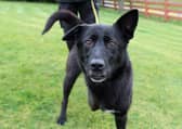 Saffy is a sweet, four-year-old Labrador cross, searching for her special family.
