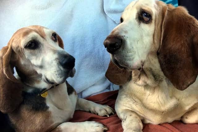 Bassett Hounds Daisy and Bert came to Dogs Trust Ballymena are very attached to each other and are looking for a home together