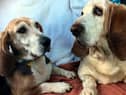 Bassett Hounds Daisy and Bert came to Dogs Trust Ballymena are very attached to each other and are looking for a  home together