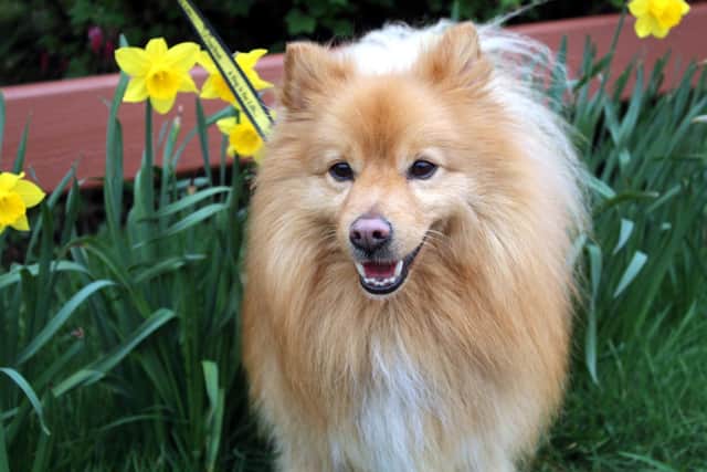Pomeranian Cody is a lively, friendly young boy who enjoys playing with his toys and going out for walks