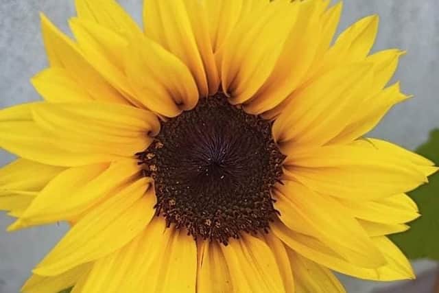 One of Amelia and Tomas' sunflowers from last year.