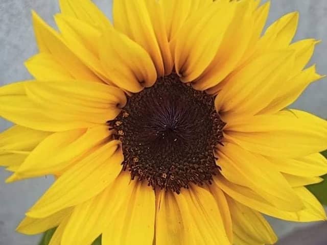 One of Amelia and Tomas' sunflowers from last year.
