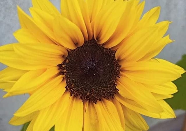 One of Amelia and Tomas' sunflowers from last year.