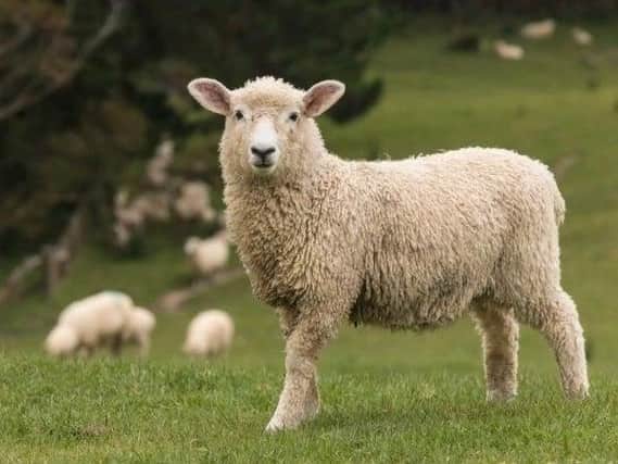Sheep have been worried by dogs around Claudy and Castlederg.