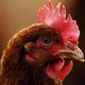 Poultry restrictions to ease next week.