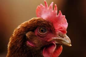 Poultry restrictions to ease next week.