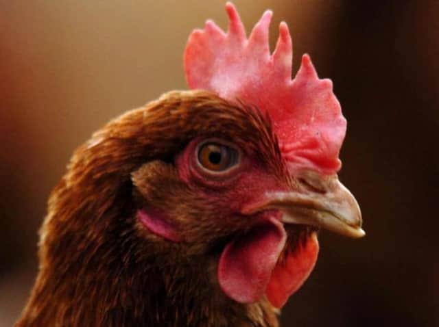 Poultry restrictions to ease next week.