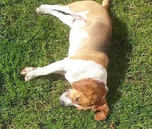 A very relaxed Bailey, safe at home and enjoying the sun in the garden.