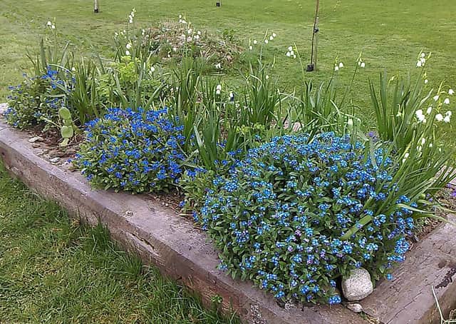 Spring flowers this week, Barrack Hill Park, Carndonagh.