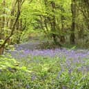The stunning bluebells in Prehen Woods.