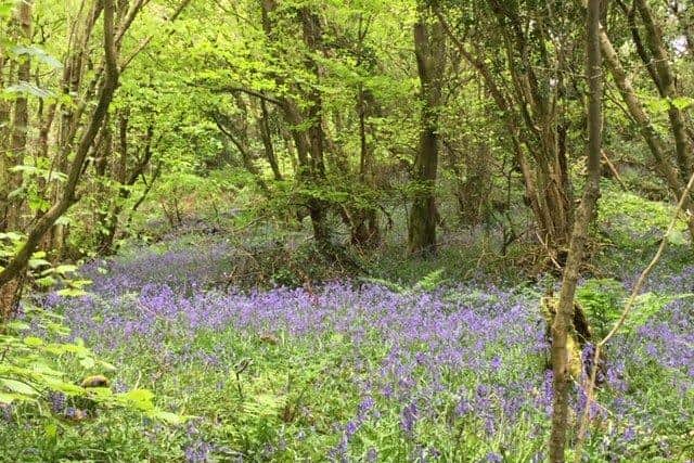 The stunning bluebells in Prehen Woods.