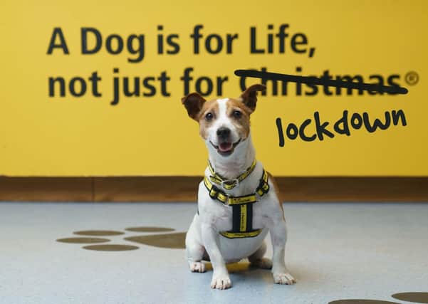 Dogs Trust asks: is now really the right time for you to get a dog?