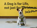Dogs Trust asks: is now really the right time for you to get a dog?