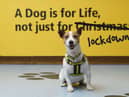 Dogs Trust asks: is now really the right time for you to get a dog?
