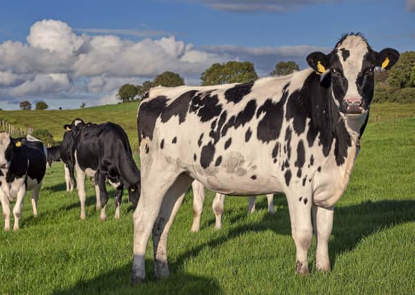 With good management, contract rearing dairy heifers can benefit farmers