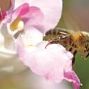 A third of the bee population in Ireland is potentially at risk of extinction and that poses a huge problem for humans who rely on them to pollinate crops.