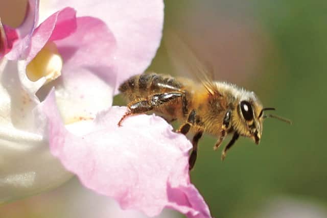 A third of the bee population in Ireland is potentially at risk of extinction and that poses a huge problem for humans who rely on them to pollinate crops.