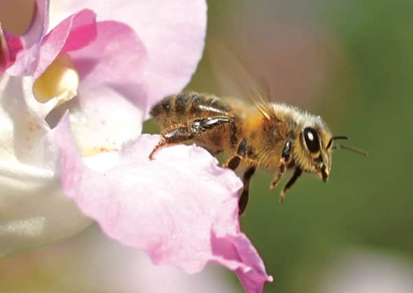 A third of the bee population in Ireland is potentially at risk of extinction and that poses a huge problem for humans who rely on them to pollinate crops.