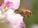 A third of the bee population in Ireland is potentially at risk of extinction and that poses a huge problem for humans who rely on them to pollinate crops.