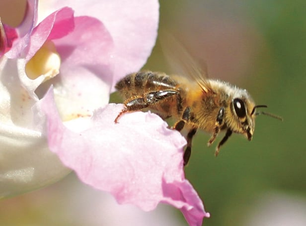 A third of the bee population in Ireland is potentially at risk of extinction and that poses a huge problem for humans who rely on them to pollinate crops.