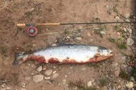 A salmon with symptoms of Red Skin Disease.