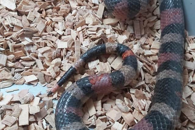 Patrick the Snake is currently being cared for by Foyle Wildlife.