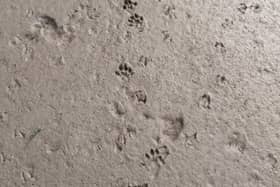 Otter tracks in the glar at Prehen.