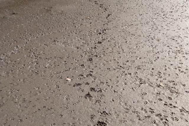 Otter tracks: the presence of the species is a good indicator of water quality.