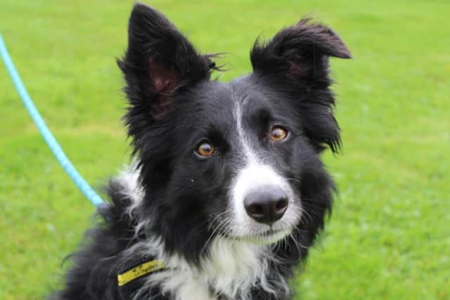 Ollie the Collie is a beautiful character who loves to be the centre of attention. He is a sociable chap with both humans and four-legged friends