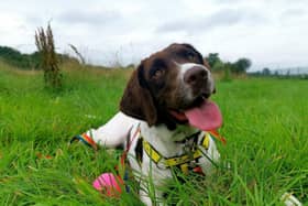 Polly is a beautiful, bouncy spaniel looking for a loving home