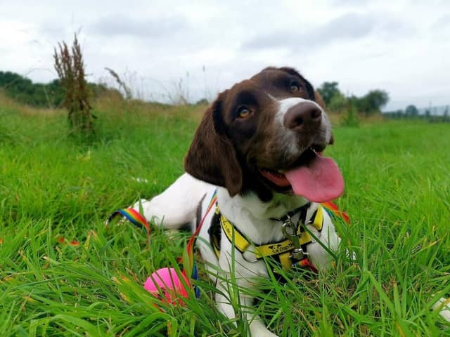 Polly is a beautiful, bouncy spaniel looking for a loving home