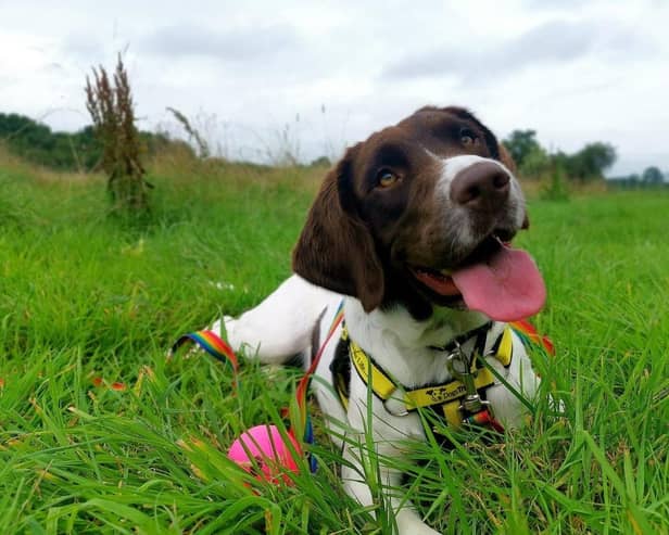 Polly is a beautiful, bouncy spaniel looking for a loving home