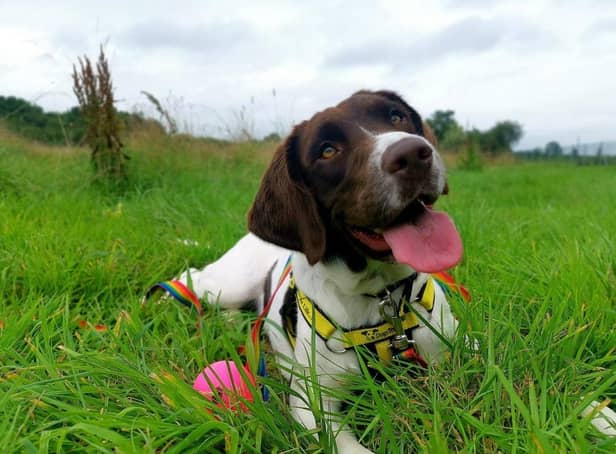 Polly is a beautiful, bouncy spaniel looking for a loving home