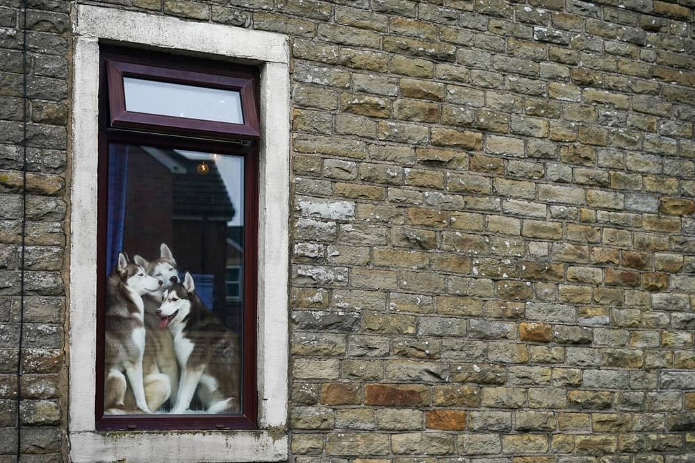 Fireworks can be frightening for dogs, so it's important to keep them indoors to stay safe.