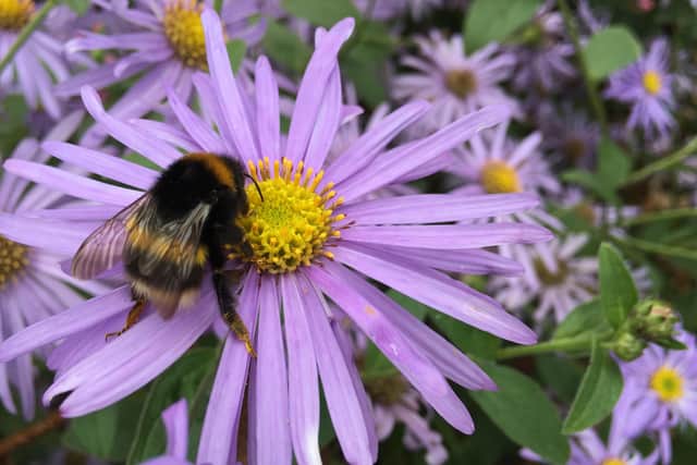 Undated Handout Photo of a bee on an aster. See PA Feature GARDENING Advice Bees. Picture credit should read: Alamy/PA. WARNING: This picture must only be used to accompany PA Feature GARDENING Advice Bees.