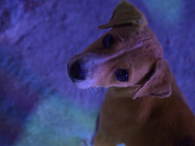 People have been urged to keep their pets safe this Hallowe'en.