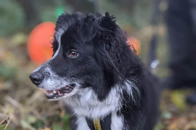 Jess is a beautiful, bright girl who is very friendly and enjoys a fuss.  She loves her toys and feeding enrichment toys keep her entertained in kennels as she awaits her forever home.