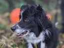 Jess is a beautiful, bright girl who is very friendly and enjoys a fuss.  She loves her toys and feeding enrichment toys keep her entertained in kennels as she awaits her forever home.