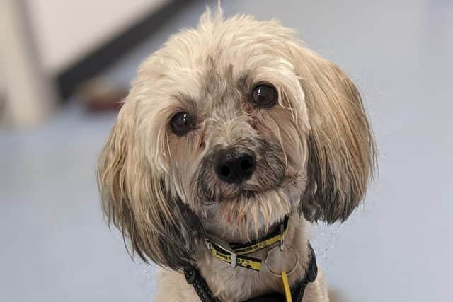 Brody is a very affectionate little dog who is currently enjoying all the comforts of a foster home as he awaits his new forever home