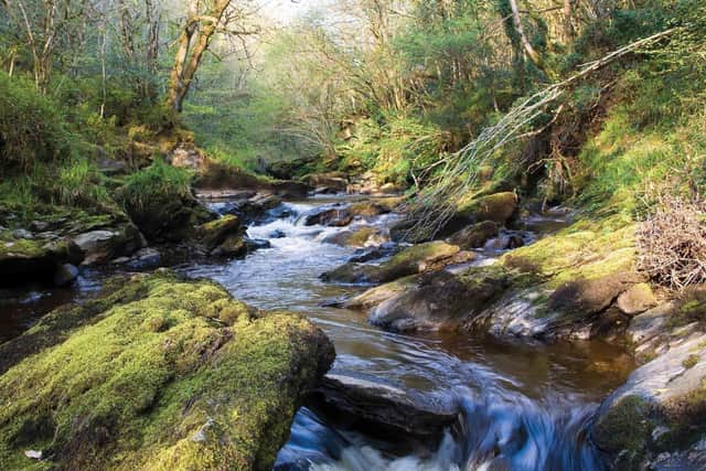 Ness Wood on the outskirts of Derry. Photo: Discover Northern Ireland.