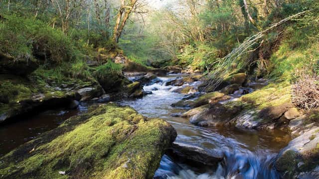 Ness Wood on the outskirts of Derry. Photo: Discover Northern Ireland.