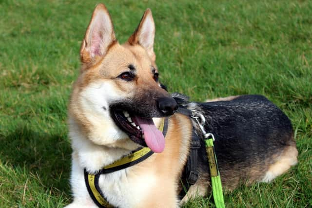 Beau is a stunning two-year-old girl who still acts like a big puppy. She loves her toys and enjoys learning new tricks for treats.